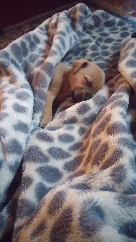 Cachorro ra a mistura com bulldog  idade 2 a 6 meses nome Johny