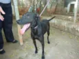 Zaia