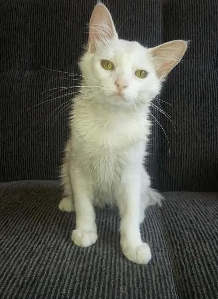 Gato ra a SRD idade 2 a 6 meses nome Branquinho