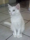 Branquinho