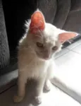Branquinho