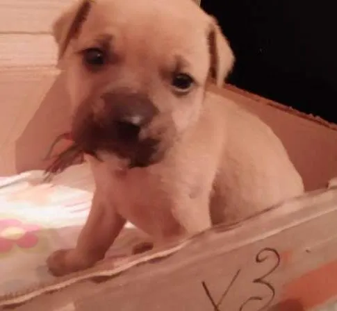 Cachorro ra a mistura com bulldog  idade 2 a 6 meses nome Johny