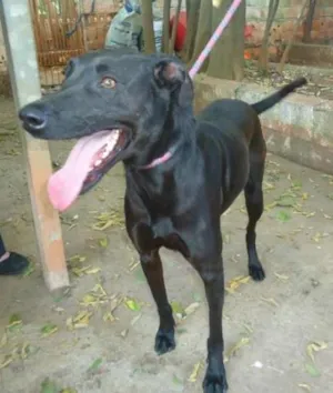 Cachorro raça SRD idade 3 anos nome Zaia