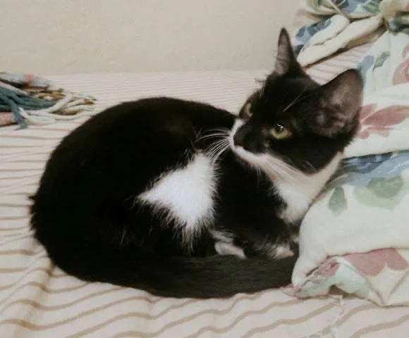 Gato ra a Indefinida idade 2 a 6 meses nome Batman