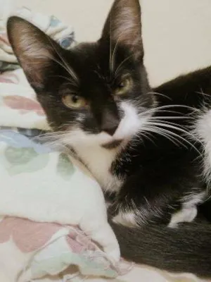 Gato raça Indefinida idade 2 a 6 meses nome Batman