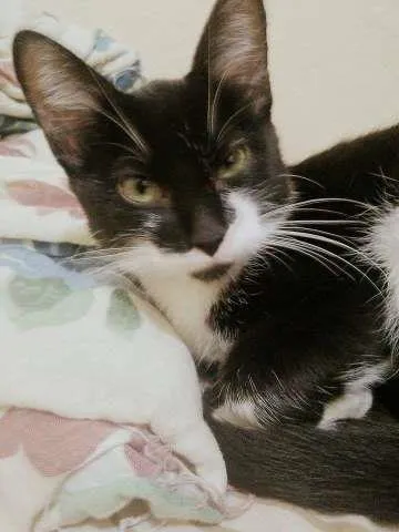 Gato ra a Indefinida idade 2 a 6 meses nome Batman