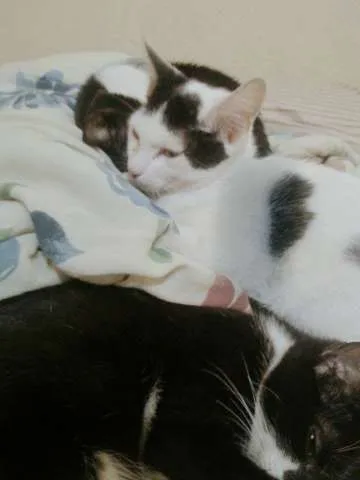 Gato ra a Indefinida idade 2 a 6 meses nome Charles Chaplin