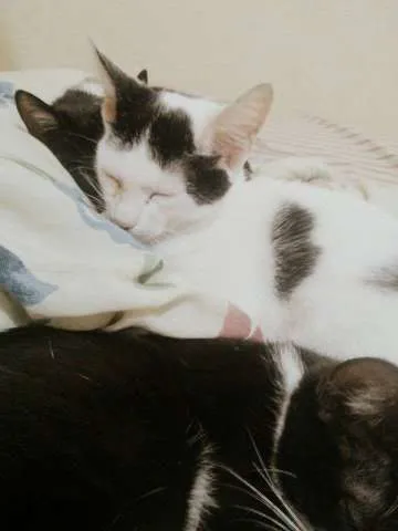 Gato ra a Indefinida idade 2 a 6 meses nome Charles Chaplin