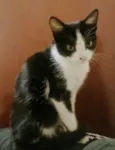 Mimizinha