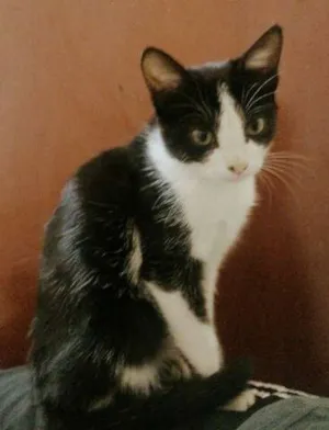 Gato raça Indefinida idade 2 a 6 meses nome Mimizinha