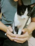 Mimizinha