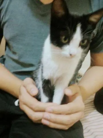 Gato ra a Indefinida idade 2 a 6 meses nome Mimizinha