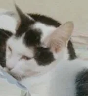 Gato raça Indefinida idade 2 a 6 meses nome Charles Chaplin