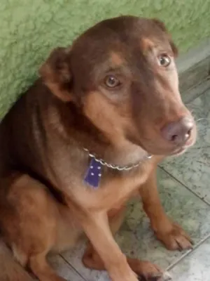 Cachorro raça Indefinida idade 3 anos nome Lion