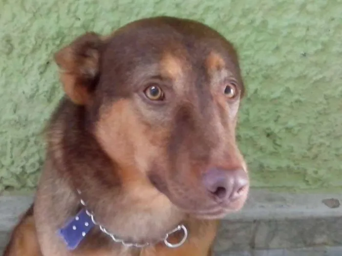 Cachorro raça Indefinida idade 3 anos nome Lion