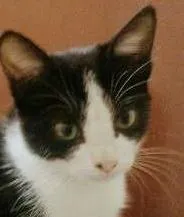 Gato ra a Indefinida idade 2 a 6 meses nome Mimizinha