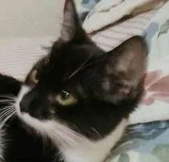 Gato ra a Indefinida idade 2 a 6 meses nome Batman