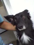 Tigrão