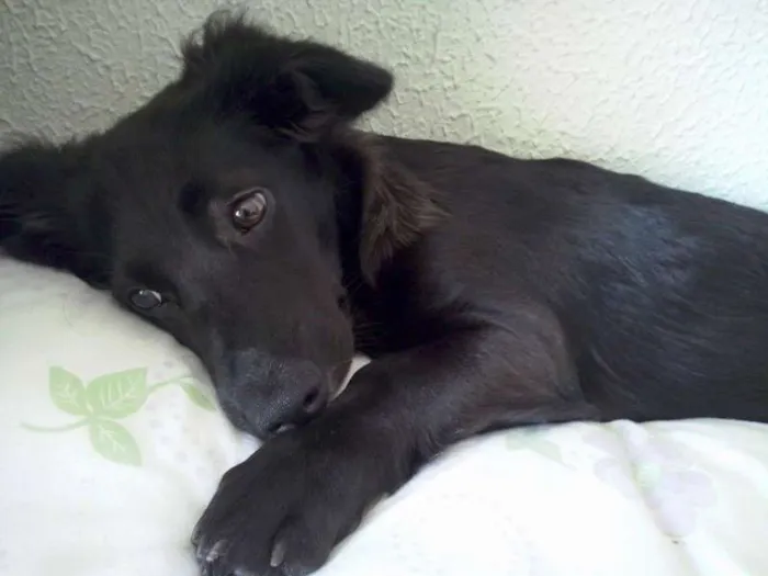 Cachorro ra a Indefinida idade 1 ano nome Tigrão