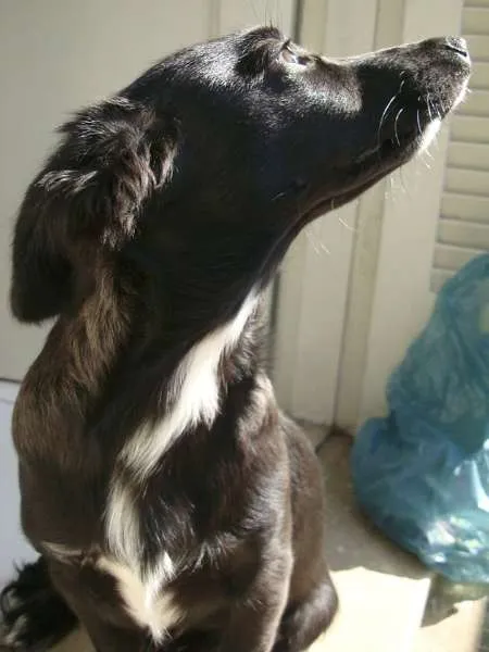 Cachorro ra a Indefinida idade 1 ano nome Tigrão
