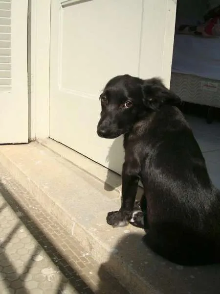 Cachorro ra a Indefinida idade 1 ano nome Tigrão