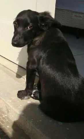 Cachorro ra a Indefinida idade 1 ano nome Tigrão