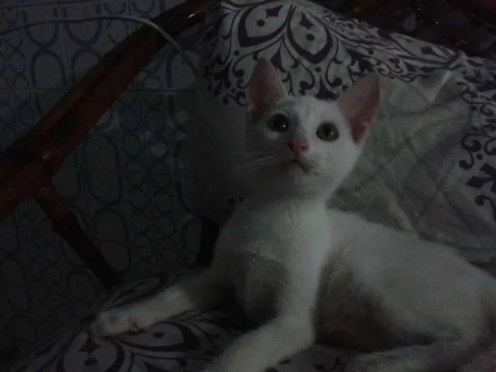 Gato ra a SRD idade 2 a 6 meses nome Frida e Chloe