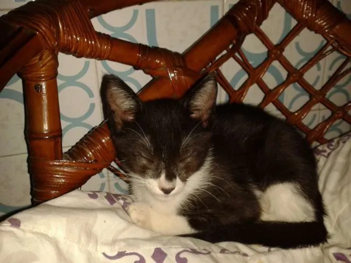 Gato ra a SRD idade 2 a 6 meses nome Frida e Chloe
