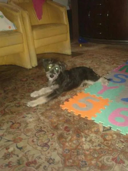 Cachorro ra a SRD idade 7 a 11 meses nome FRED