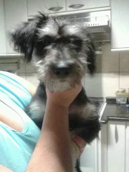 Cachorro ra a SRD idade 7 a 11 meses nome FRED