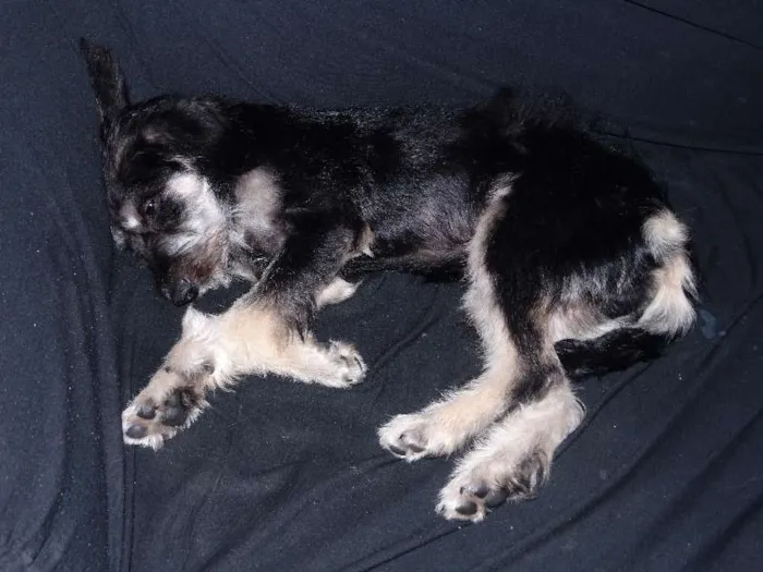 Cachorro ra a SRD idade 7 a 11 meses nome FRED