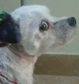 Florzinha