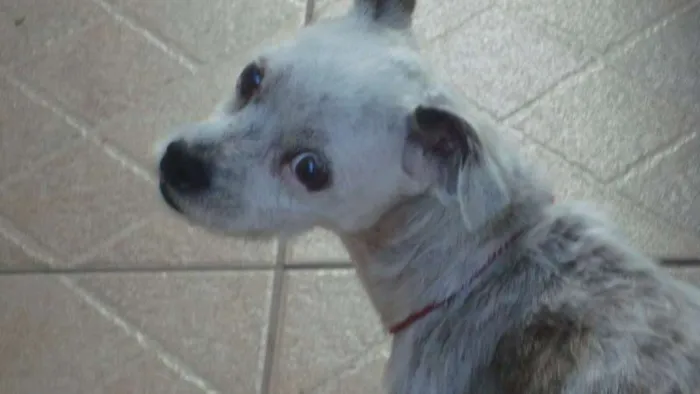 Cachorro raça RND idade 6 ou mais anos nome Florzinha