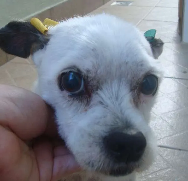 Cachorro raça RND idade 6 ou mais anos nome Florzinha