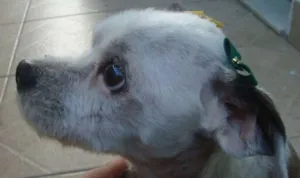 Cachorro raça RND idade 6 ou mais anos nome Florzinha