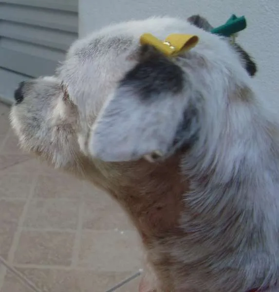 Cachorro raça RND idade 6 ou mais anos nome Florzinha