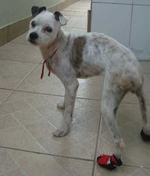 Cachorro raça RND idade 6 ou mais anos nome Florzinha