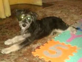 Cachorro ra a SRD idade 7 a 11 meses nome FRED