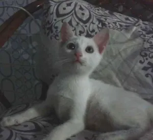Gato raça SRD idade 2 a 6 meses nome Frida e Chloe