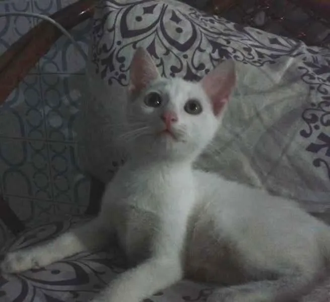 Gato ra a SRD idade 2 a 6 meses nome Frida e Chloe