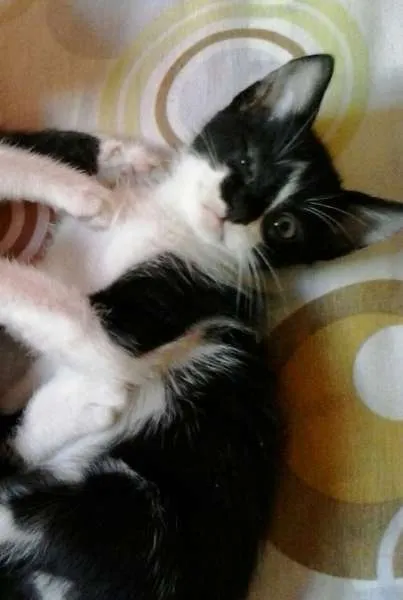 Gato raça indefinido idade 2 a 6 meses nome aranha