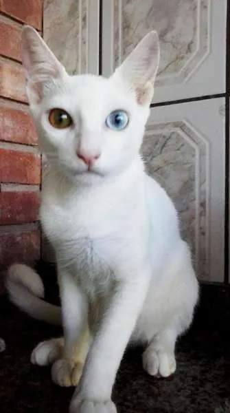 Gato ra a SRD idade 1 ano nome Gatuno