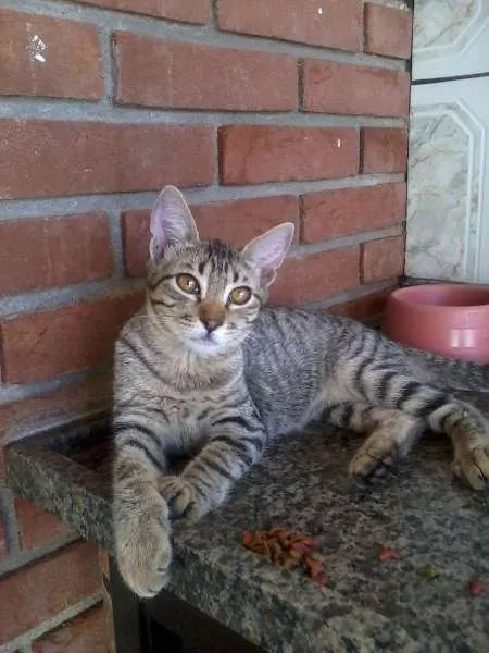 Gato ra a SRD idade 2 anos nome Tufão