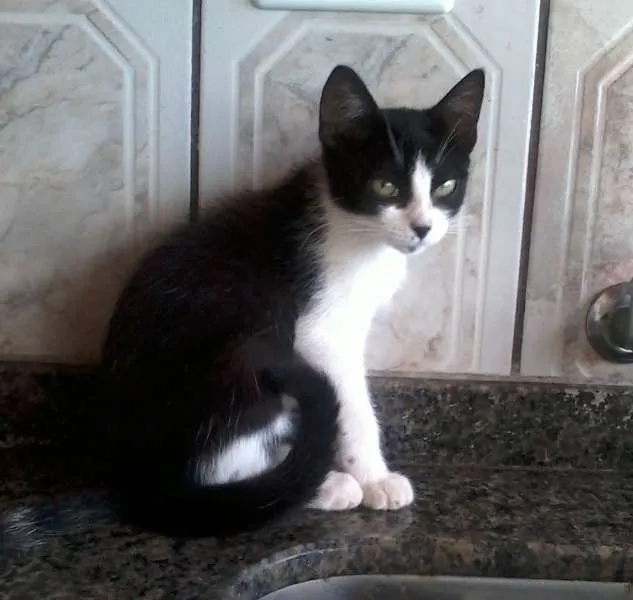 Gato ra a SRD idade 1 ano nome Verinha