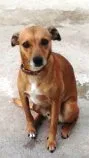 Cachorro raça SRD idade 4 anos nome Spike