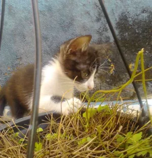 Gato raça Mestiça idade 2 a 6 meses nome 1, 2, 3