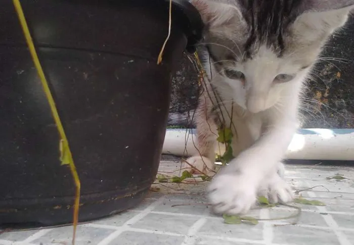 Gato raça Mestiça idade 2 a 6 meses nome 1, 2, 3