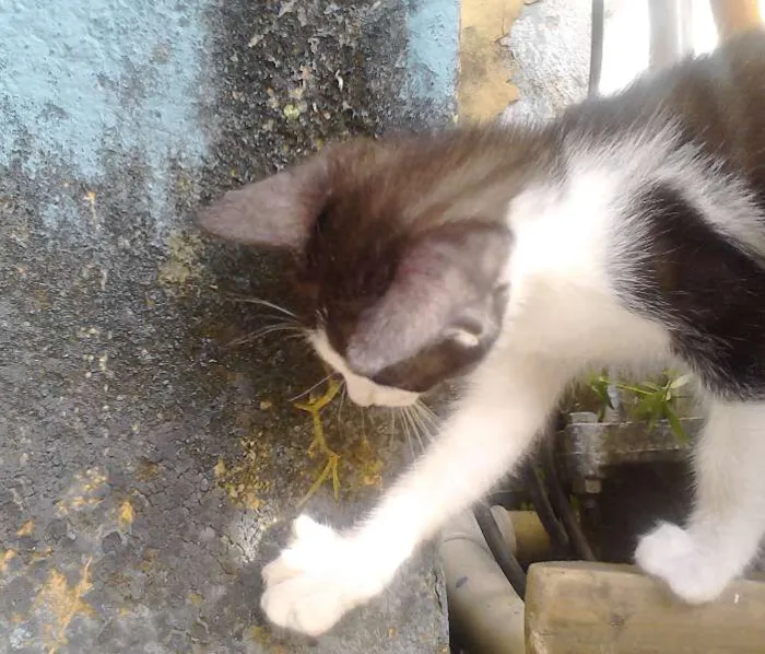 Gato raça Mestiça idade 2 a 6 meses nome 1, 2, 3