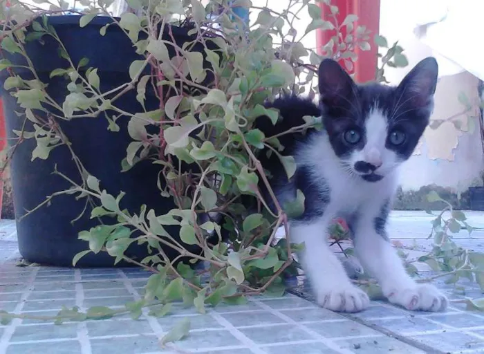 Gato raça Mestiça idade 2 a 6 meses nome 1, 2, 3