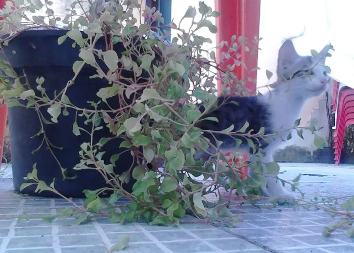 Gato raça Mestiça idade 2 a 6 meses nome 1, 2, 3